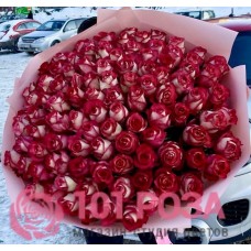 101 Роза красно белая Эквадорская Игуазу